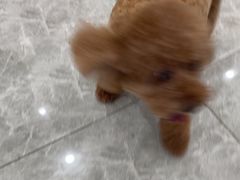-艾贝尔宠物医院·宠保定点·超声绝育·免疫点(樱花路店)