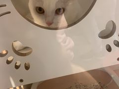 -PETKIT小佩宠物·低压洗护(国顺东路店)