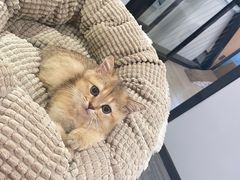 -pd派德宠物中心医院24H急重症·眼科中心·血液透析中心(嵩山北路店)