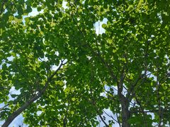 -长白岛森林公园