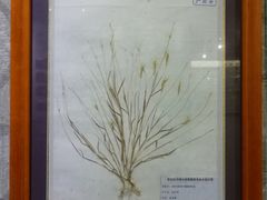 -广东中医药博物馆