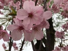 -望湖公园
