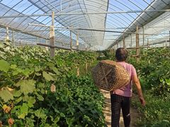 -马陆小张葡萄园农家乐