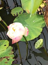 -水八仙生态园