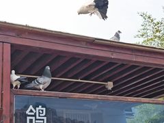 -BE YOLO必有乐&小红帽三明治
