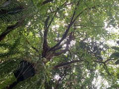 -Fern Forest Cafe
