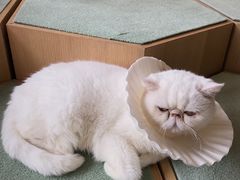 -CAT’S MEWSTAR CAFE·喵星球猫屋(晴湾咖啡店)