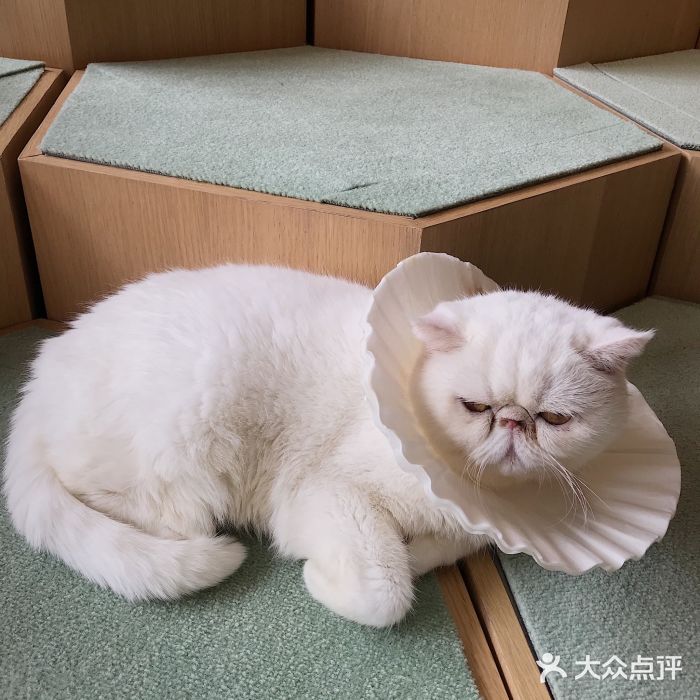 CAT’S MEWSTAR CAFE·喵星球猫屋(晴湾咖啡店)图片
