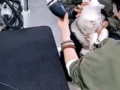 -爱洗澡的猫(望京店)