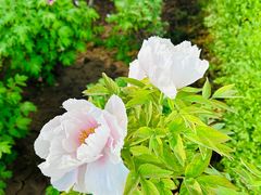 -洛阳市隋唐城遗址植物园