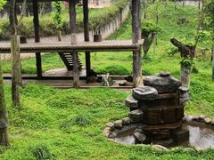 -中国大熊猫保护研究中心雅安碧峰峡基地