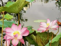 -映月湖公园