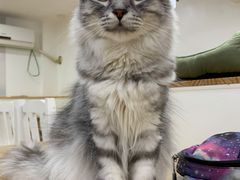 -李小姐の猫咖啡馆(五角场店)