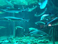 -华夏文旅海洋公园