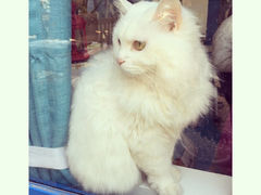 Anne猫窝咖啡屋-Anne猫窝咖啡屋