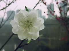 -重庆彩云湖湿地公园