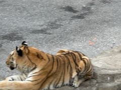 -大连森林动物园