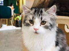 -飞行喵MR PILOT|猫舍·猫咖(静安大融城店)