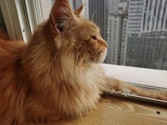 -Heymao猫咖.咖啡厅(东门店)