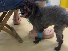 -小叮当动物医院·骨科·眼科