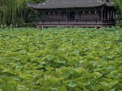 -桂湖森林公园