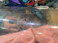 -宠颐生宠物医院·心肾内科·猫专科诊疗中心宠巢店