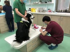 -北京观赏动物医院·24小时大型综合·猫专科·异宠专科