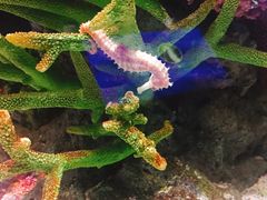 -暹罗海洋世界