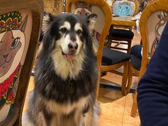 -more than meow吴止猫主题餐厅(承德 中船汇店)