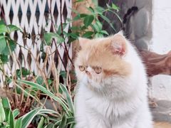 -喵屿·大理花园猫咖