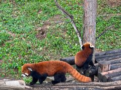 -大连森林动物园