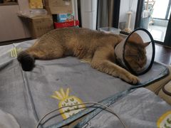 -芭比堂宠物医院·全科爱猫医院·仁德分院