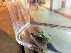 -本溪路花鸟市场(江浦路1709弄小区店)