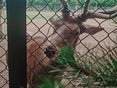 -北京麋鹿生态实验中心