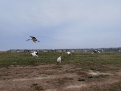 -盐城丹顶鹤湿地生态旅游区