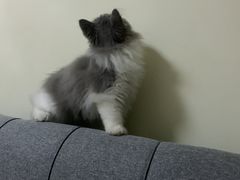 -猫大福·Fortune Cat猫舍(百子湾店)