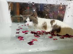 -70cat德文卷毛猫·缅因猫纯种猫舍