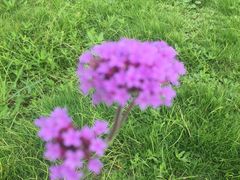 -紫颐香薰山谷景区