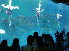 -芜湖新华联大白鲸海洋公园