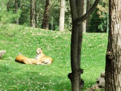 -北京野生动物园