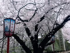 -名古屋城