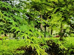 -新虹桥中心花园