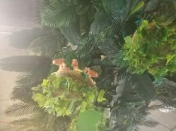 -恐龙探索乐园(磁器口店)