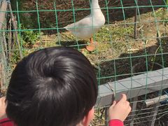 -青浦采草莓天天草莓园