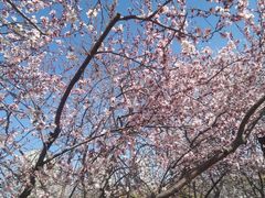 -桃花堤公园
