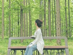 -黄海国家森林公园