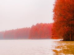 -上海海湾国家森林公园