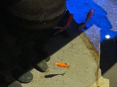 -红蜡烛-养生粥-津鲁菜(中山路店)