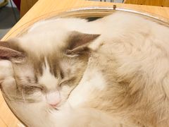 -飞行喵MR PILOT|猫舍·猫咖(静安大融城店)
