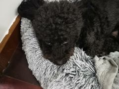 -艾贝尔宠物诊疗